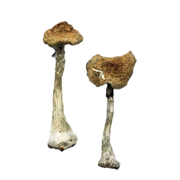 where to get mushrooms, how to get mushrooms out of lawn, where can i get mushrooms, where to get mushrooms near me, where to get mushrooms for anxiety
