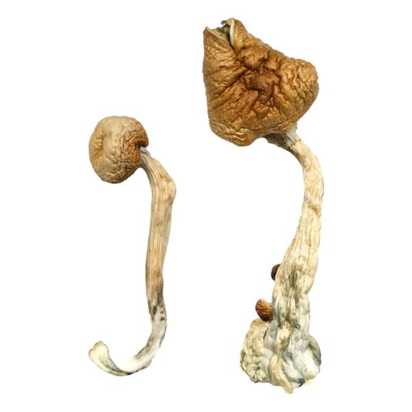 Buy Mushrooms Vancouver, buy magic mushrooms vancouver, where to find mushrooms vancouver, how to get mushrooms Vancouver,dried mushrooms vancouver