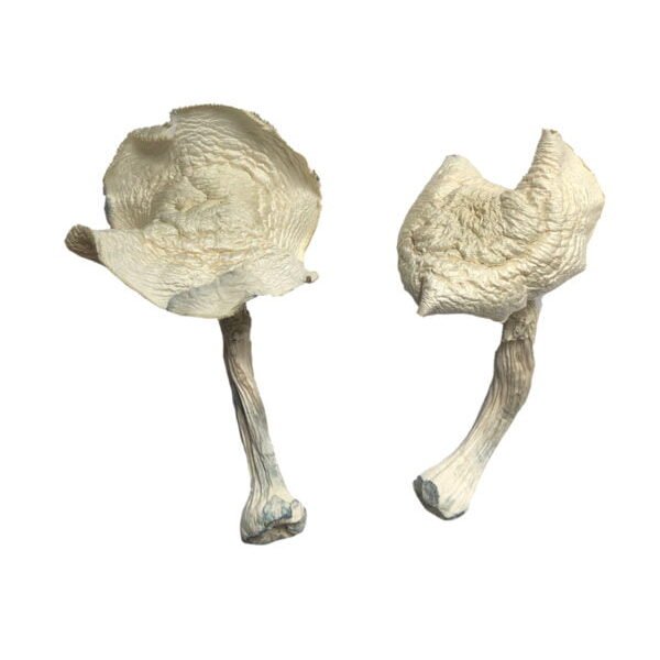 Buy Mushrooms Calgary, magic mushrooms calgary, where to buy Albino Louisiana Mushrooms Calgary, Get magic mushrooms near me calgary, psychedelic mushrooms