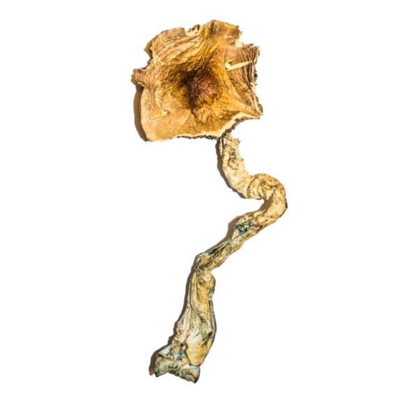 Buy magic mushrooms ottawa, Buy magic mushrooms canada, buy mushrooms canada, medicinal mushrooms canada, order mushrooms canada, buy microdose mushrooms