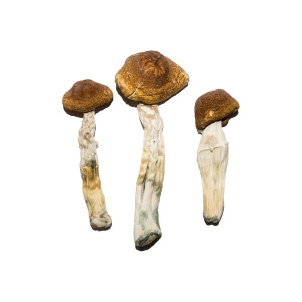 Buy Magic mushrooms Winnipeg, Magic mushrooms for sale Winnipeg, Magic mushroom vendors Winnipeg, Where to buy Magic mushrooms in Winnipeg, Magic mushrooms online Winnipeg