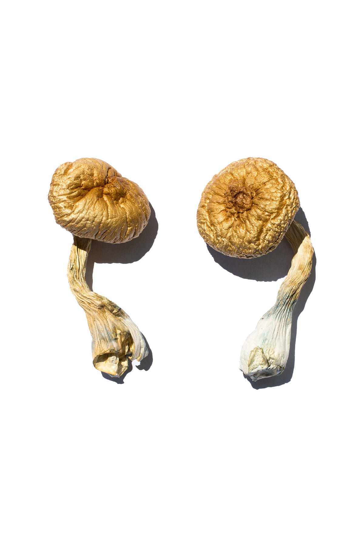 Cambodian Gold Magic Mushrooms - Image 2