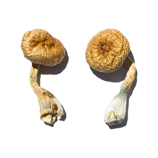 Buy Magic Mushrooms online Canada, ,Buy Magic Mushrooms Abbotsford,Magic Mushrooms for Sale Abbotsford,Magic Mushroom Vendors Abbotsford