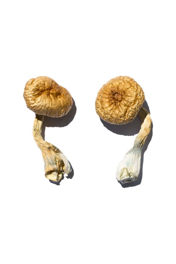 Cambodian Gold Magic Mushrooms - Image 3