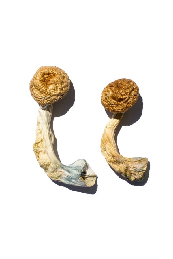 Cambodian Gold Magic Mushrooms - Image 4