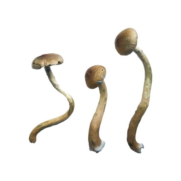Buy Golden Teacher Mushrooms, Where to buy Golden Teacher Magic Mushrooms online, Golden Teacher Mushrooms, Golden Teacher Mushrooms for sale, Mushrooms