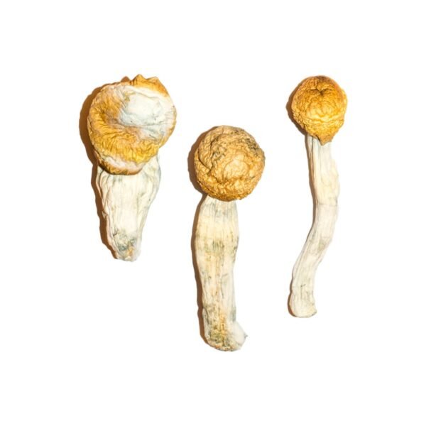 Buy Penis Envy Mushroom Online, Buy Penis envy mushrooms Toronto,Penis envy mushrooms for sale Toronto,Penis envy mushroom vendors Toronto, Penis Envy store