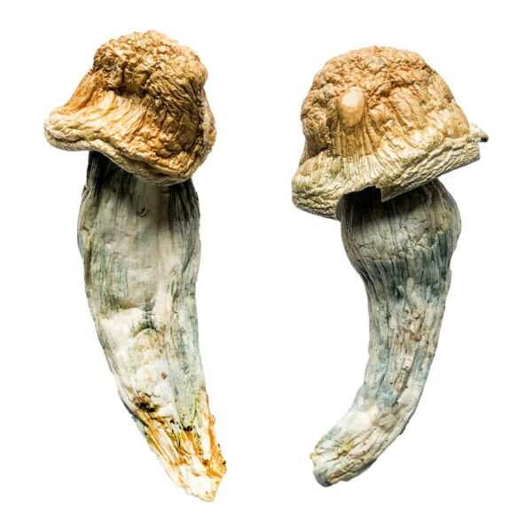 Buy Magic Mushrooms Toronto, ,Penis envy mushrooms for sale in Toronto,Buy Penis envy mushrooms online in Vancouver,Penis envy mushroom vendors in Montreal
