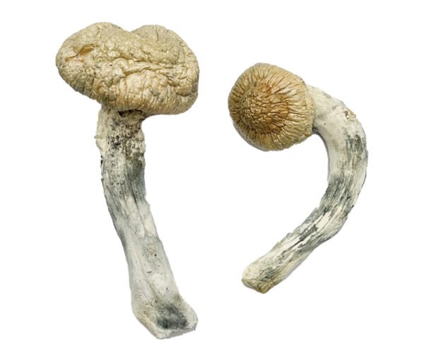 Thrasher Magic Mushrooms - Image 2